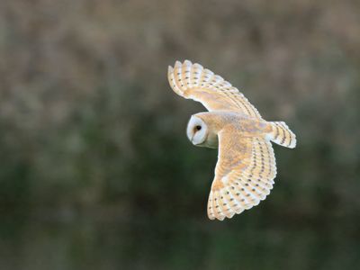 Barn Owl