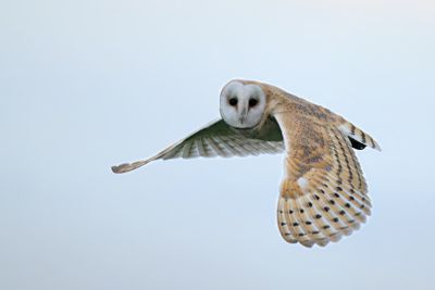 Barn Owl