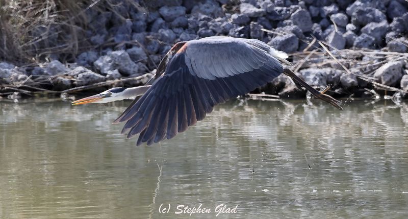 Great Blue Heron