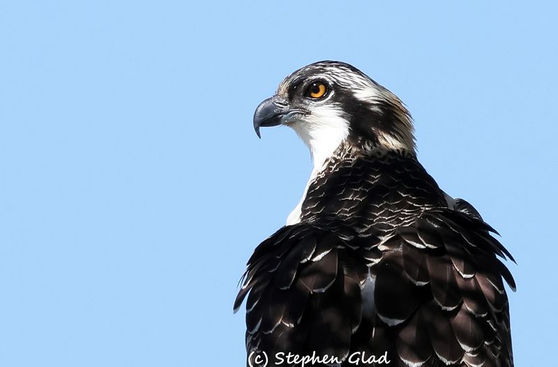 Osprey