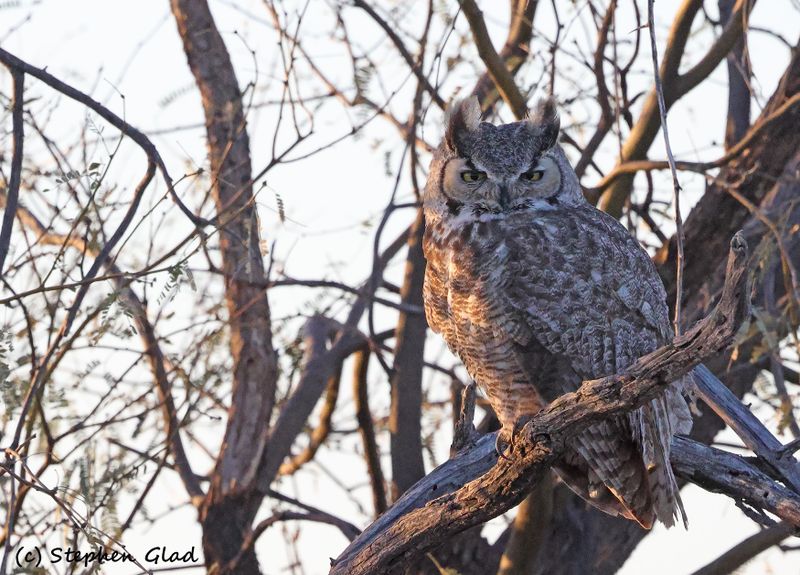 Owls
