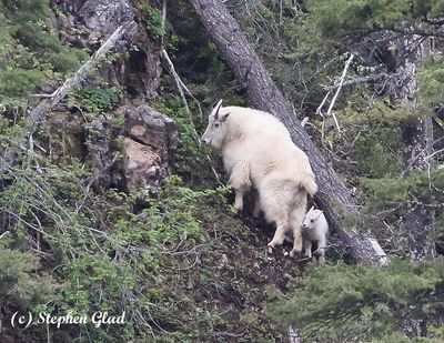 Mountain Goat Nanny and Kid