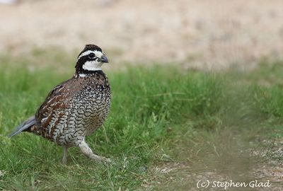 Northern Bobwhite {male}