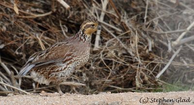 Northern Bobwhite (female)