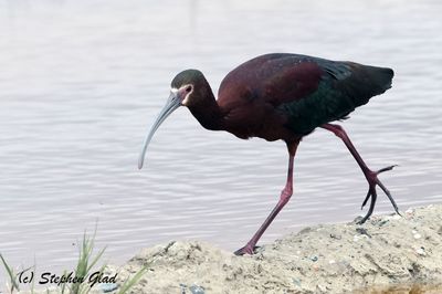 White-faced Ibis