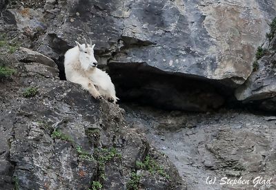 Mountain Goat