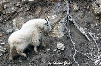 Mountain Goat