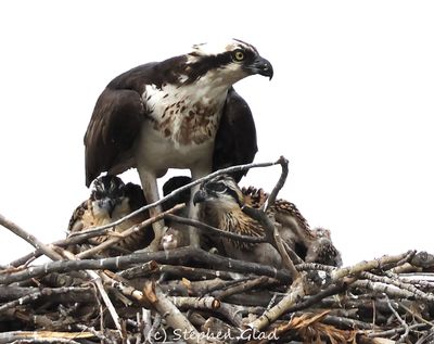 Osprey