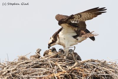 Osprey