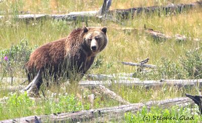Grizzly Bear