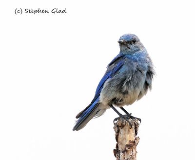 Mountain Bluebird
