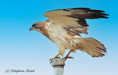 Northern Harrier (female)