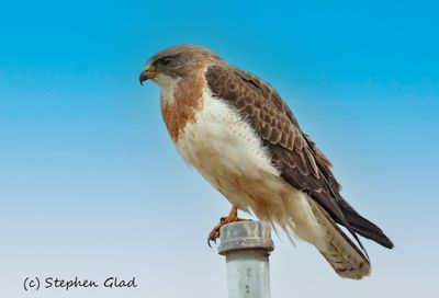 Northern Harrier (female)