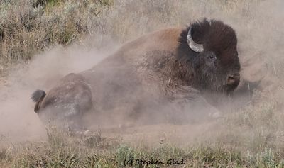 Antelope and Bison