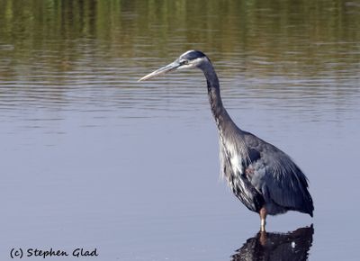 WATERFOWL AND SHORE BIRDS