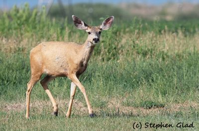 Mule Deer (Doe)