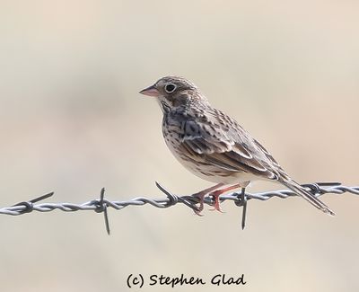 Vesper Sparrow