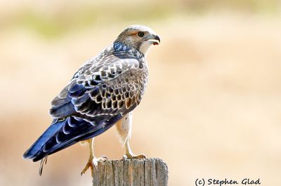 Red-tailed Hawk