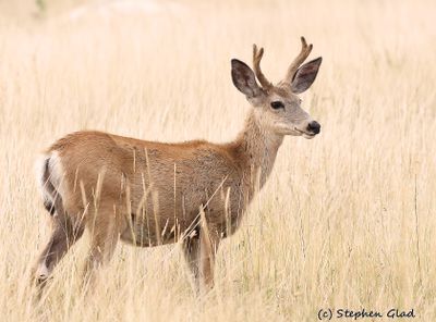 Mule Deer