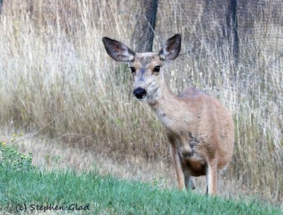 Mule Deer