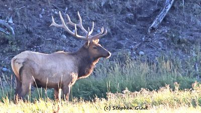Bull Elk