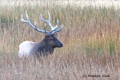 Elk, Deer and Moose