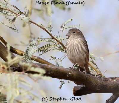 House Finch (female)