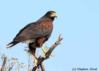 Harris Hawk