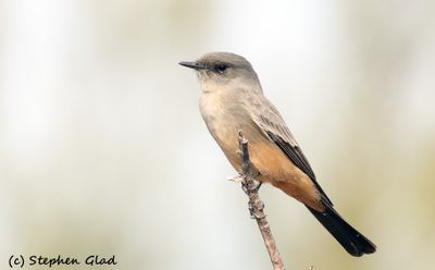 Say's Phoebe