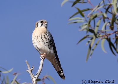 American Kestrel