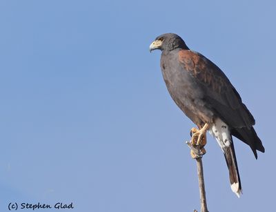 Hawks, Osprey and Falcons