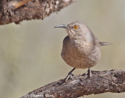 Curve-billed thrasher