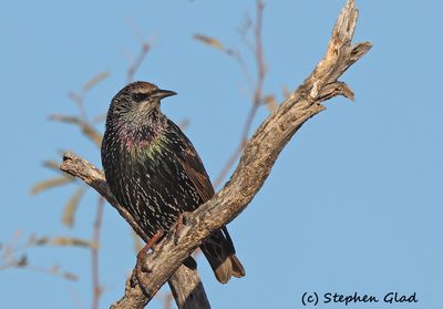 European Starling (winter plummage)