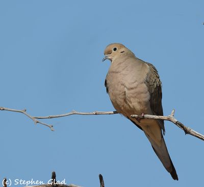 Mourning Dove