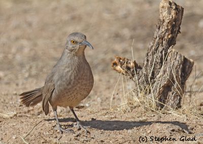 Curve-billed Thrasher