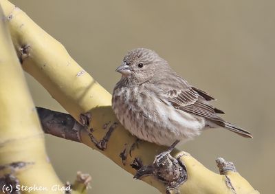 House Finch (female)
