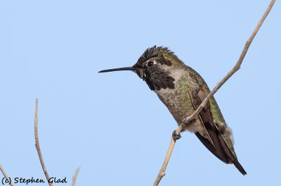 HUMMINGBIRDS