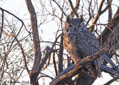 Owls