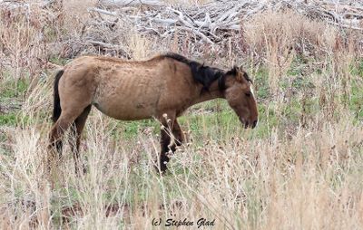 Wild Horse