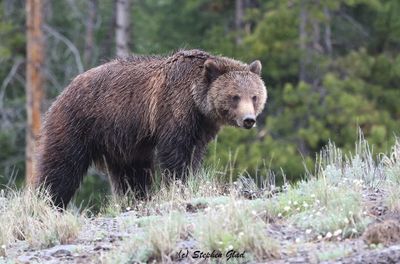 Grizzly Bear (Sow)