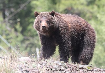 Grizzly Bear (Cub)