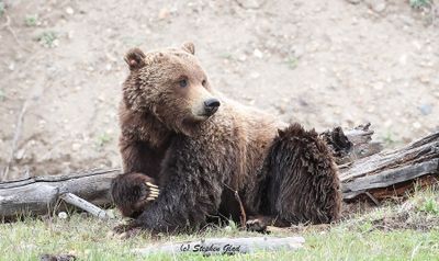 Grizzly Bear
