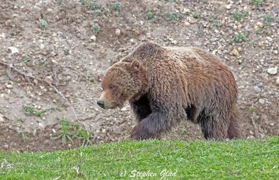 Grizzly Bear