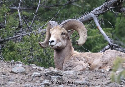 Sheep and Goats