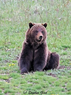 Bears