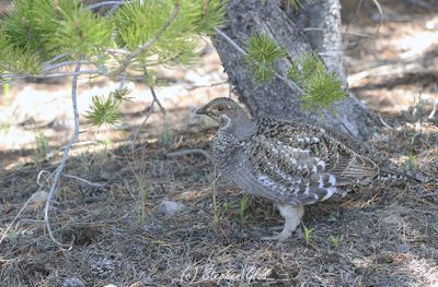 Dusky Grouse