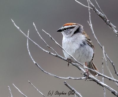 Chipping Sparrow