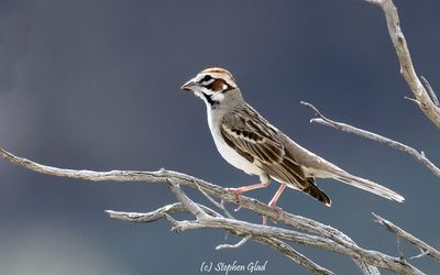 Lark Sparrow