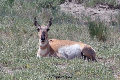 Antelope and Bison