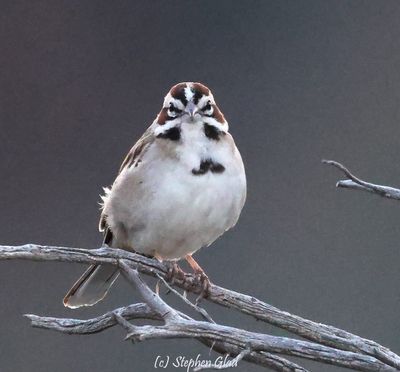 Lark Sparrow
